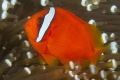 Amphiprion frenatus